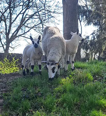 Kerry Hill Schaf mit Lämmern zu verkaufen