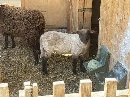 Shropshire/Jura Lamm