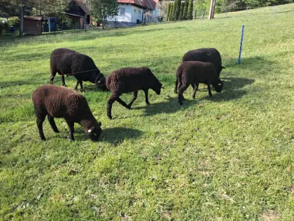 3 Jura-Lämmer weiblich