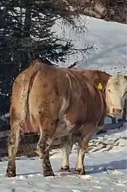 Trächtige Kalbinnen