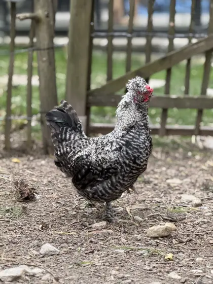 Zwerghahn mit Paduaner Genen