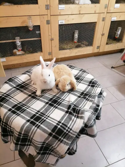 Zwerghasen Zwergkaninchen