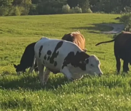 Verkaufe trächtige BIO FV Kalbin