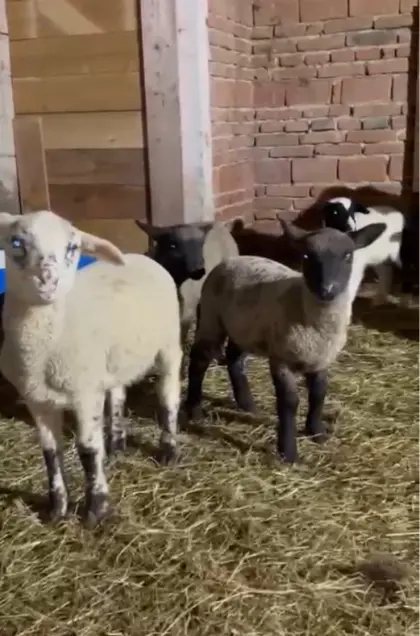 Merino x Suffolk Lämmer