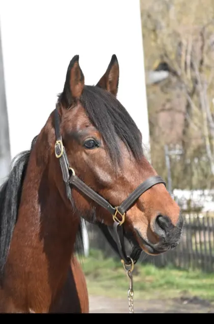 Verkaufe trächtige Karakachan-Stute