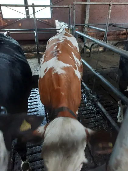 Kalbin Fleckvieh, tragend 30 bis 150 Tage, sehr schön