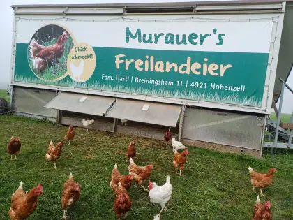 Althühner, Legehennen