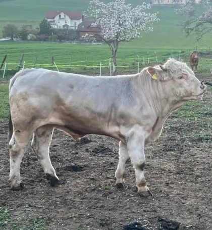Kärntner Blondvieh Zuchtstier