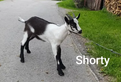 HB-Böcke, Pfauenziege 2026