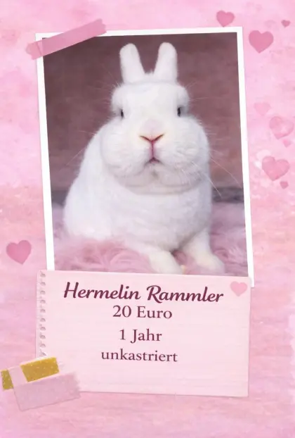 Mini Lops, Hermin, Zwergkaninchen
