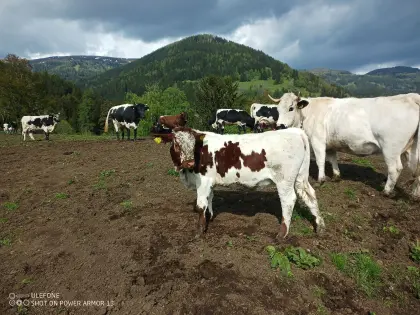 Mutterkühe mit Kälbern abzugeben