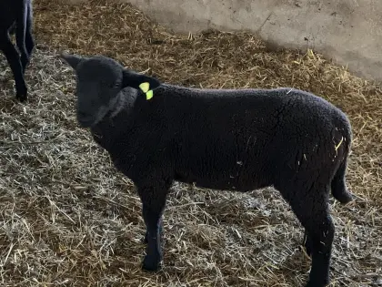 BIO Jura Zuchtlämmer