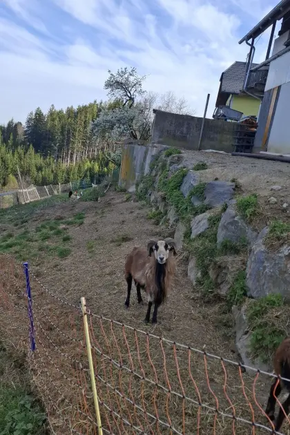 Kamerunbock, 3 Jahre, zum Hergeben