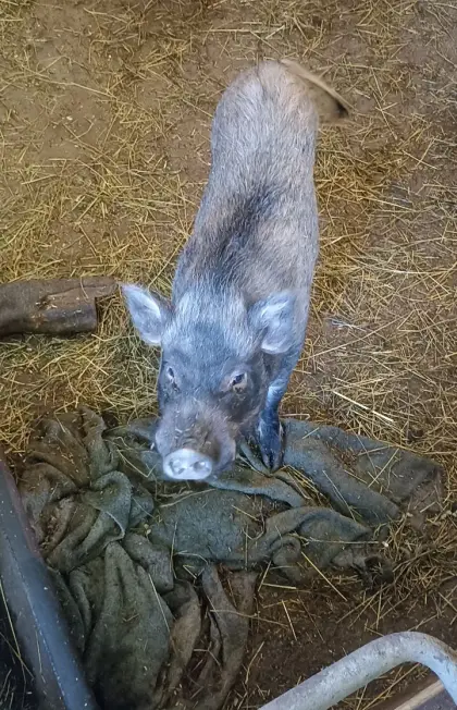 Minischwein Eber ab sofort zu haben, ideal für Zucht.