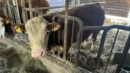 Bio Hereford Stier reinrassig abzugeben