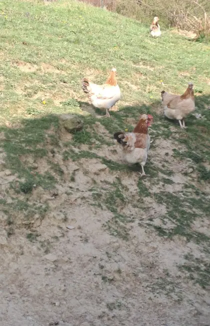 Sulmtaler Junghennen