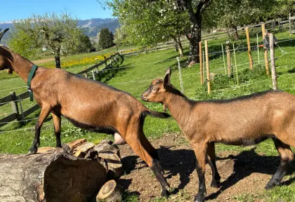GGZ Ziege Bockkitz