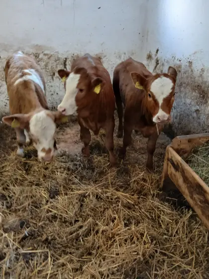 3 TOP-Fresser weibl. Lim+FV