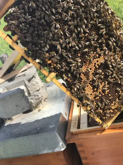 Bienenableger 2026 – ab Mitte Mai verfügbar