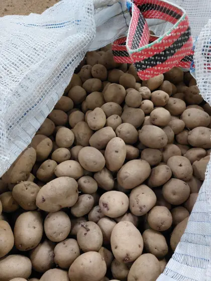 Bio Eurostarch zu vergeben