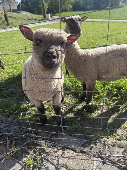 Shropshire Schaf männlich