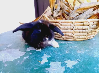 Zwergkaninchen