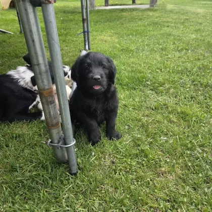 Labradoodle F1 Welpe
