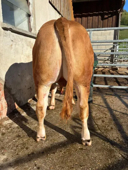 Bio Limousin Zuchtstier