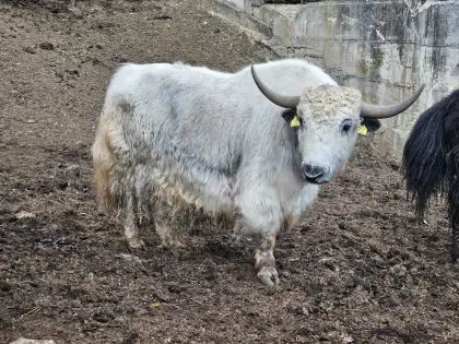 Yaks zu verkaufen