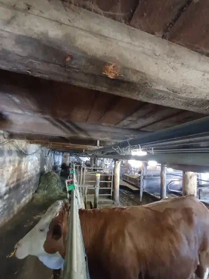 Leitung für Rohrmelkanlage