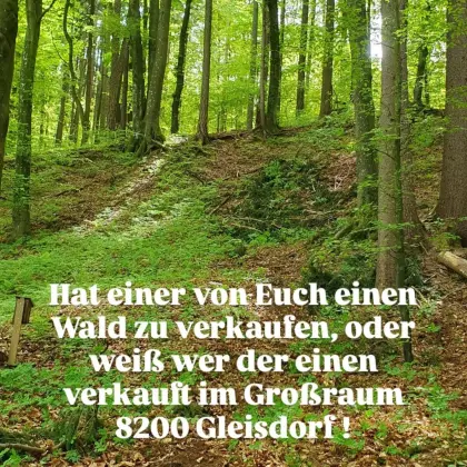 Wald gesucht