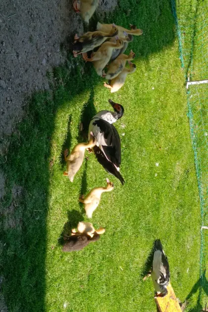 Peking-/Moschusenten