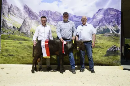 Brauner Bergschafwidder