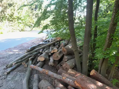 Brennholz 4 m Buche