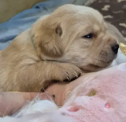 Reinrassige Labrador-Welpen mit Ahnentafel