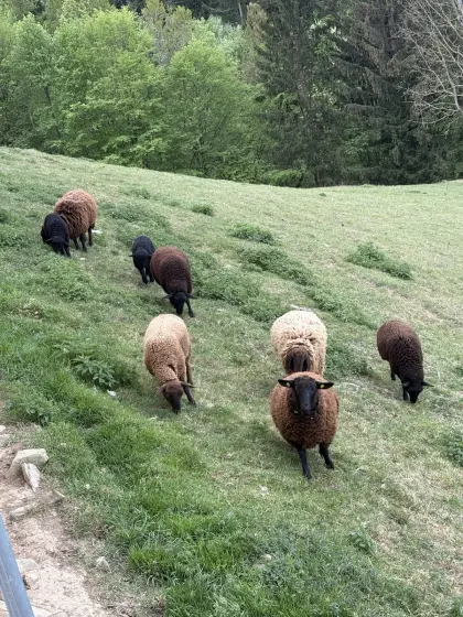 Jura Schafe und Bergschaf