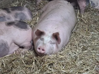 Schweine schlachtreif Berkshire x Pit