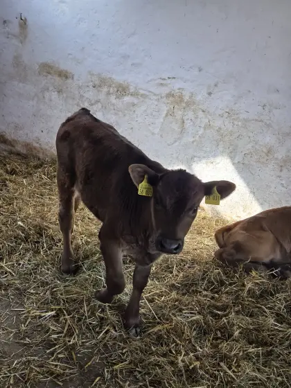 Stierkalb Jersey/Angus hornlos Bio