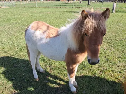 Minishetlandpony abzugeben