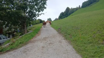 Partnerbetrieb gesucht ZZU Bio