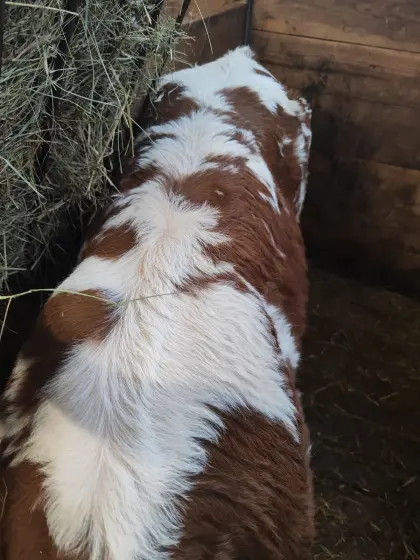 Stierkalb FVxWBB, geb. 3.3.