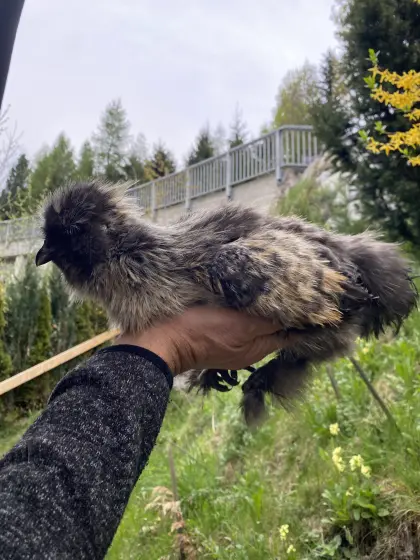 Wunderschöner reinrassiger Seidenhahn
