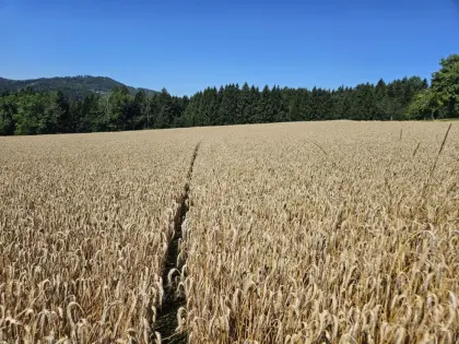 Suche Pachtflächen