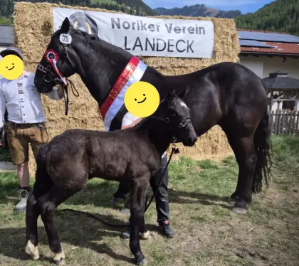 Noriker Hengstfohlen