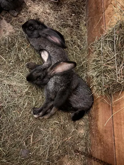 Männliche Riesenhasen