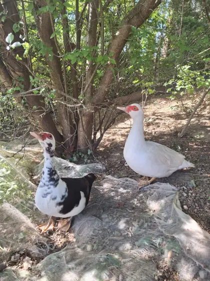 Moschusenten Bruteier