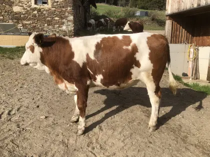 Verkaufe trächtige Fleckvieh Kalbin