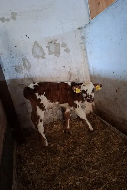 Normande Stierkalb