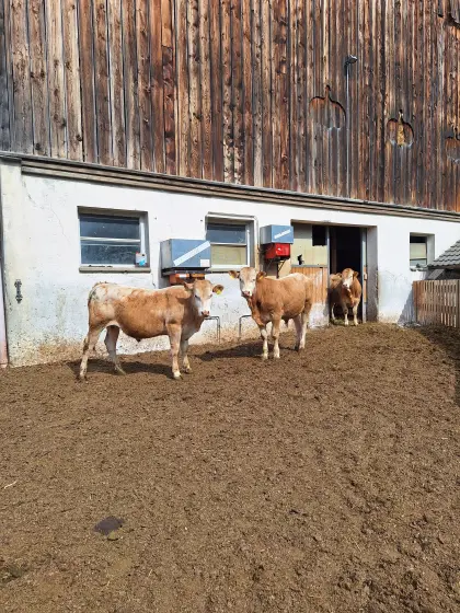 Blonde d'Aquitaine Jungstiere bio