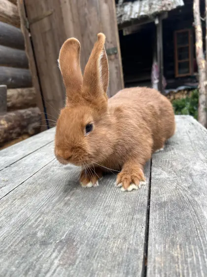 Roter Neuseeländer Hase